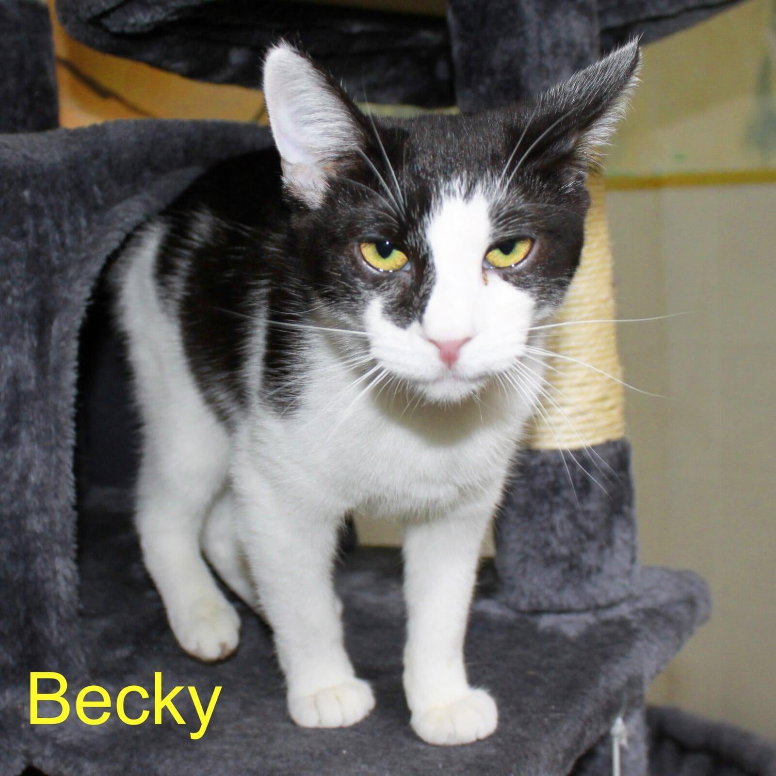 This shelter rescue cat was adopted from Macon County Franklin North Carolina