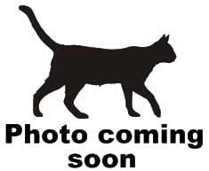 Adopt a shelter dog from Macon County Franklin North Carolina