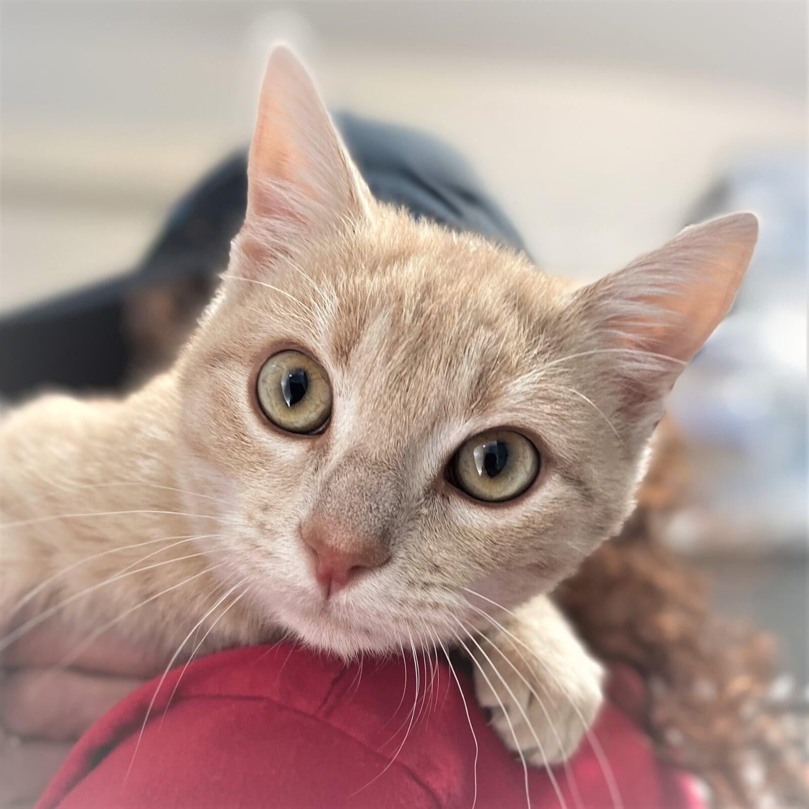 This shelter rescue cat was adopted from Macon County Franklin North Carolina