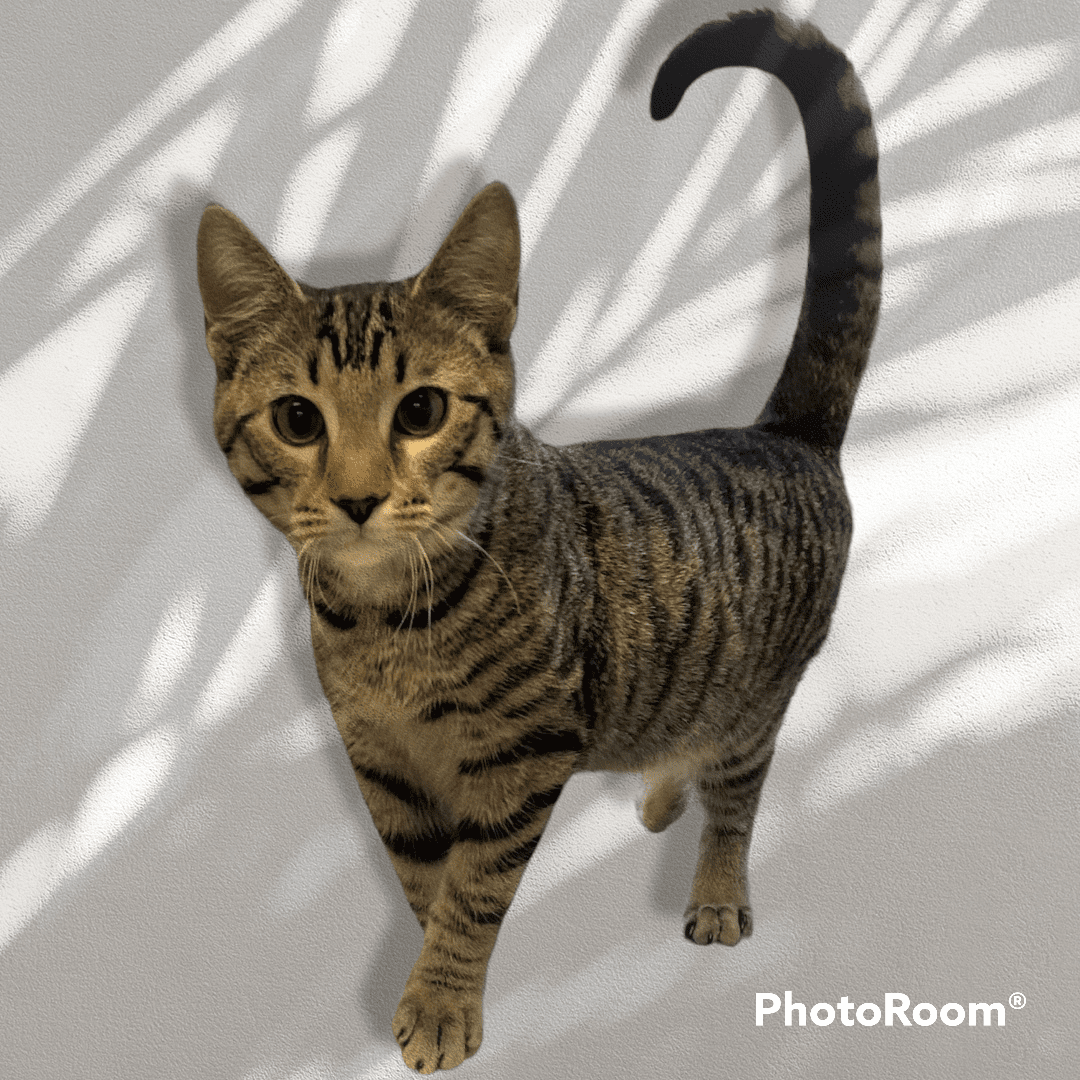 This shelter rescue cat was adopted from Macon County Franklin North Carolina