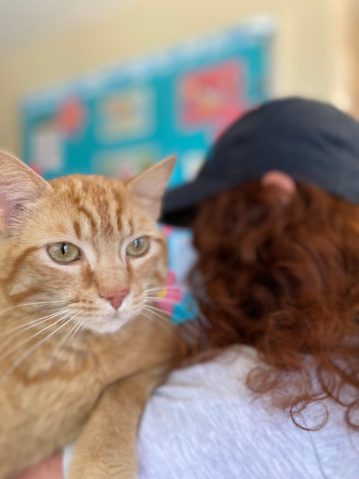 This shelter rescue cat was adopted from Macon County Franklin North Carolina