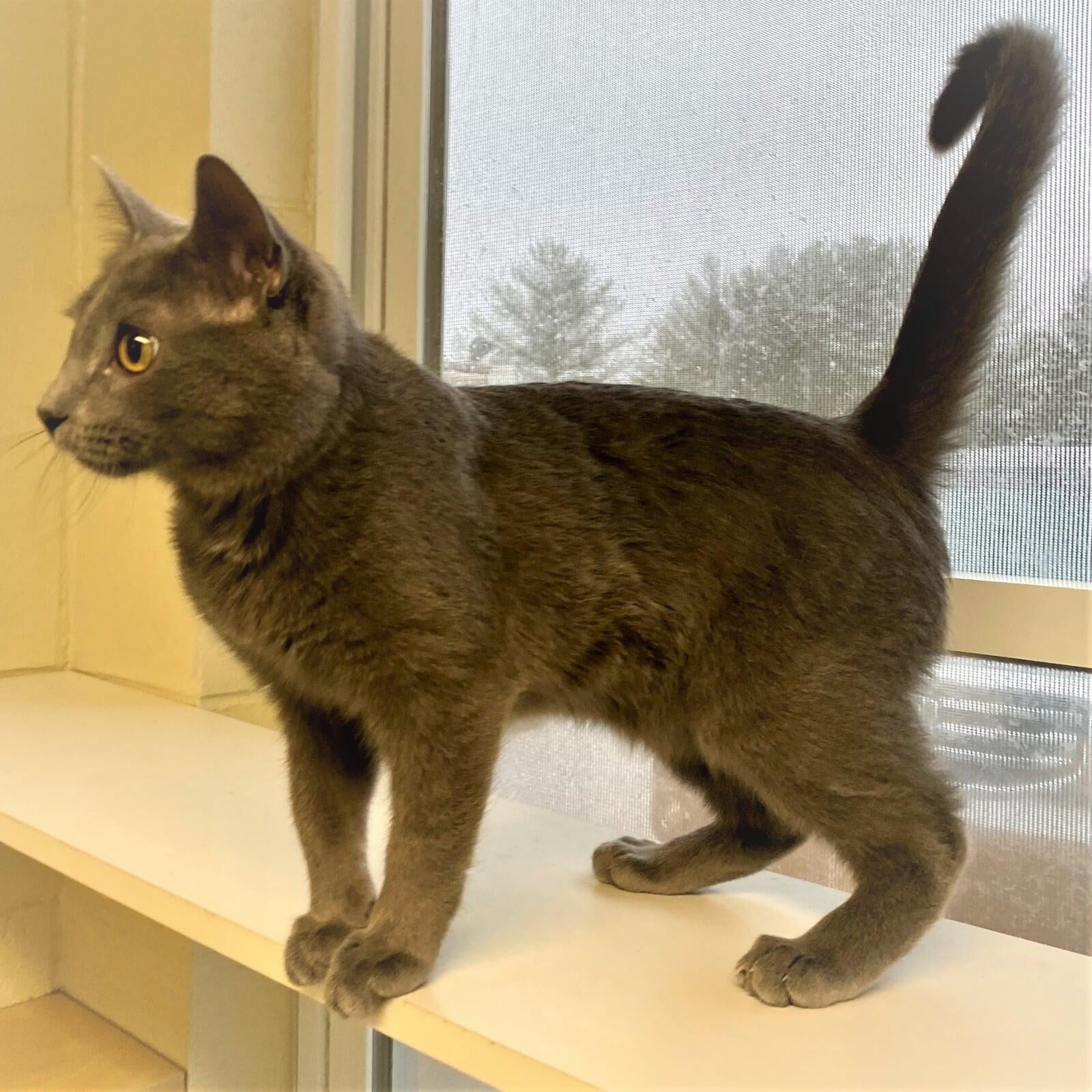 Adopt a shelter cat from Macon County Franklin North Carolina