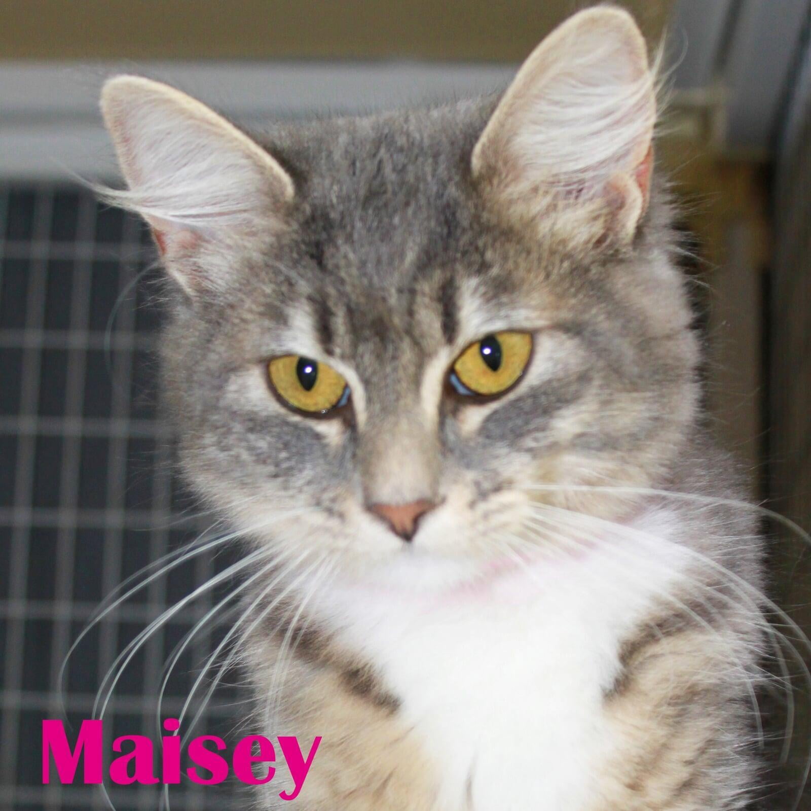 Adopt a shelter cat from Macon County Franklin North Carolina