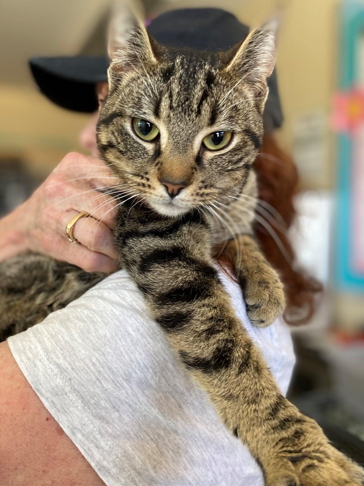 This shelter rescue cat was adopted from Macon County Franklin North Carolina
