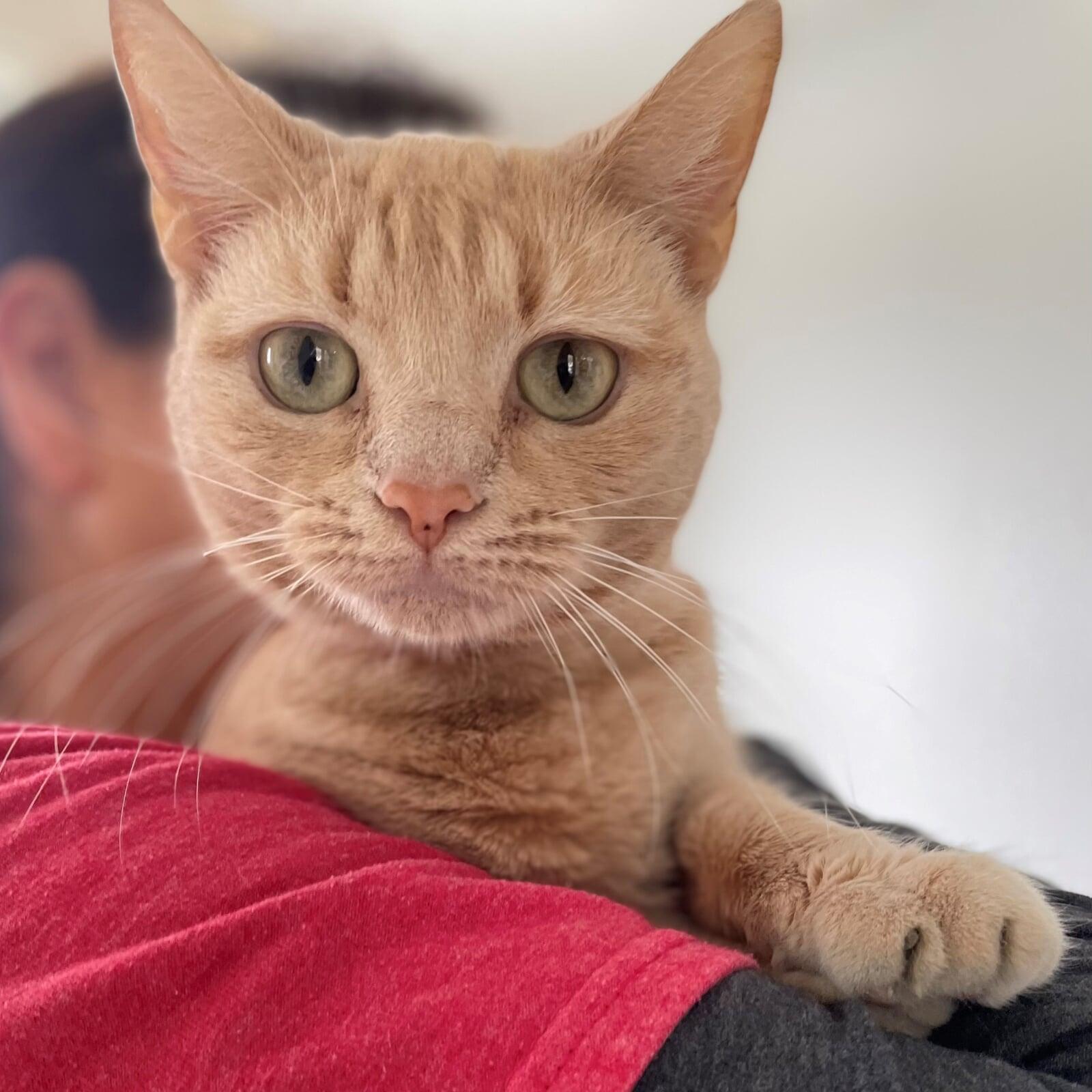 Adopt a shelter cat from Macon County Franklin North Carolina