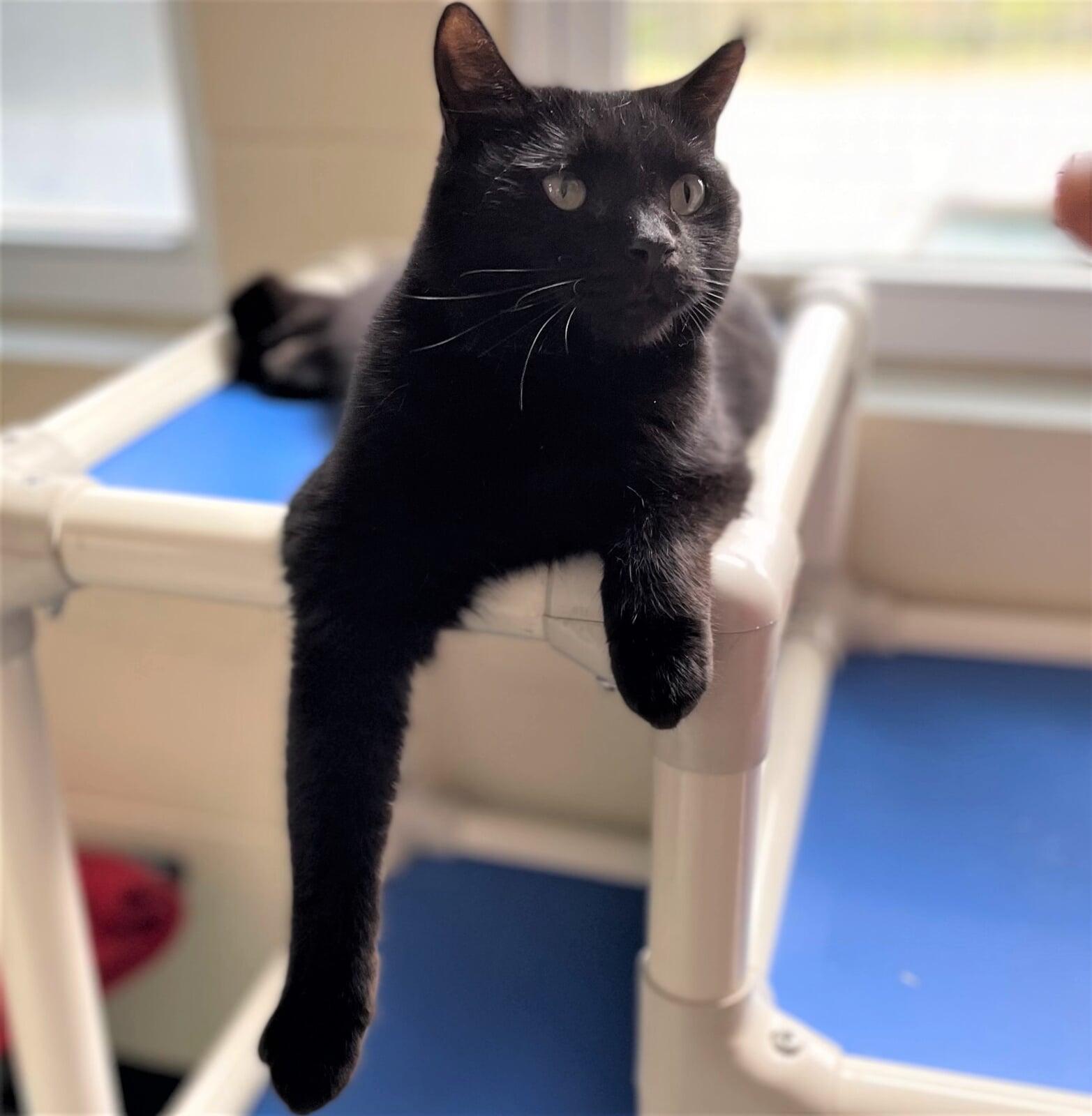 Adopt a shelter cat from Macon County Franklin North Carolina
