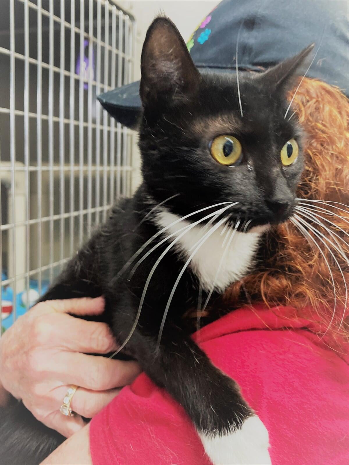 This shelter rescue cat was adopted from Macon County Franklin North Carolina