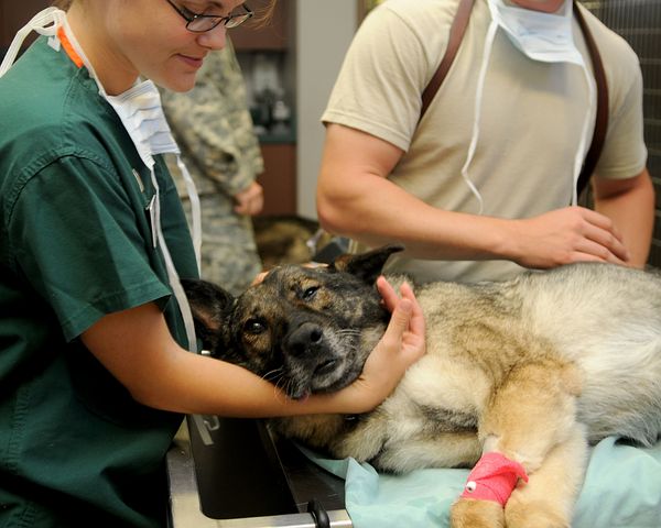 Donate to help with vet care for the animals of Macon County North Carolina