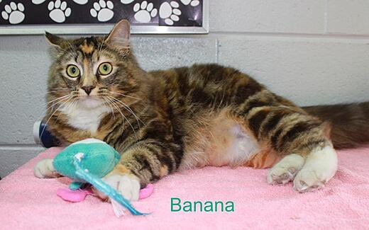 Hello, I'm Banana