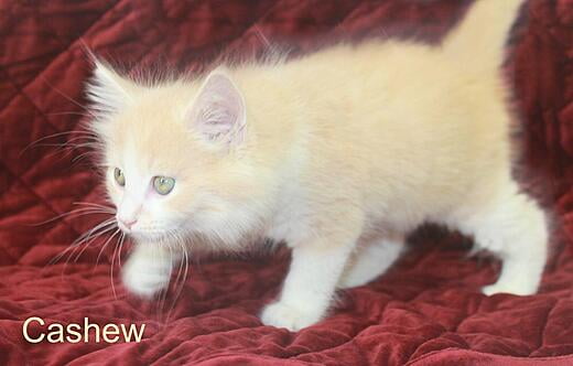 Hello, I'm Cashew