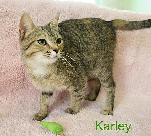 Hello, I'm Karley