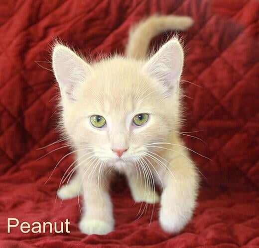 Hello, I'm Peanut
