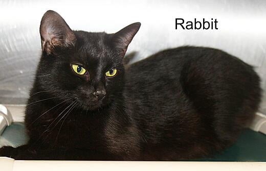 Hello, I'm Rabbit