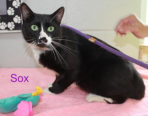Hello, I'm Sox
