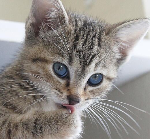 Hello