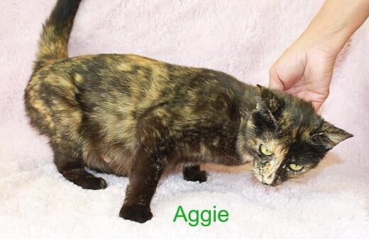 Hello, I'm Aggie