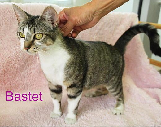 Hello, I'm Bastet