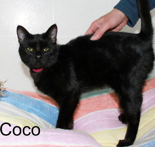 Hello, I'm Coco
