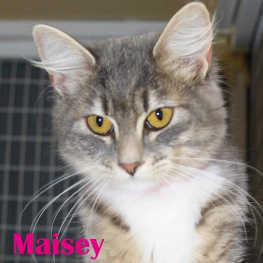 Hello, I'm Maisey