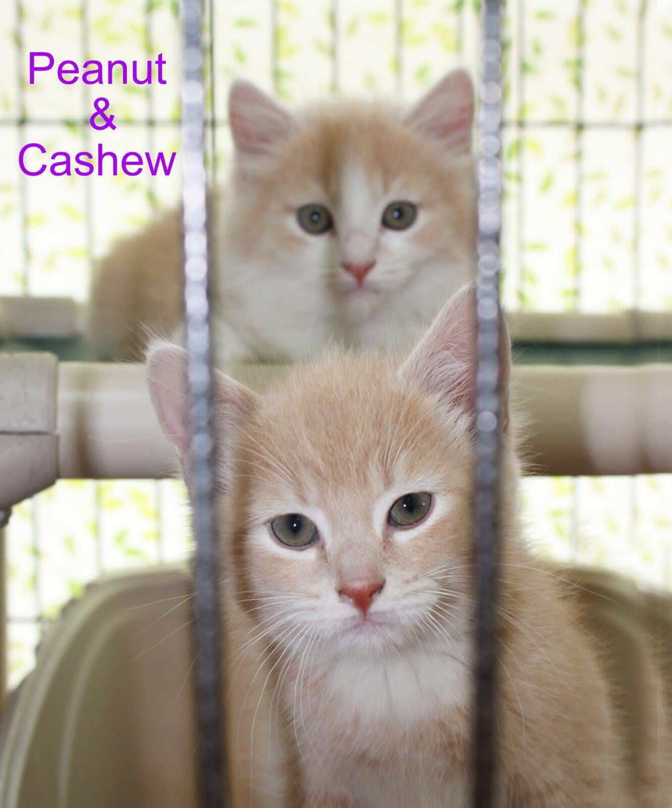 Hello, we're Peanut & Cashew