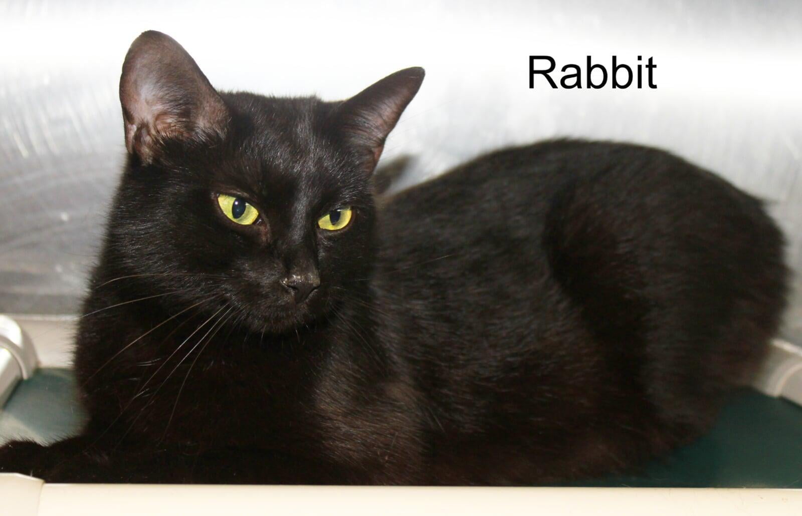 Hello, I'm Rabbit