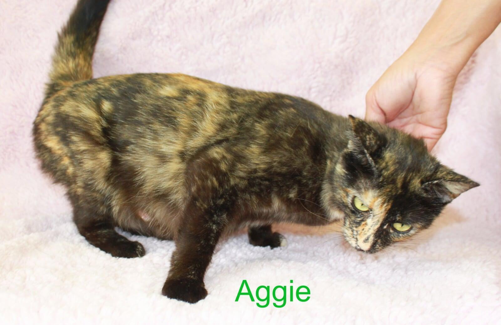 Hello, I'm Aggie