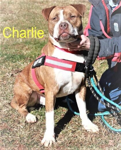 Hello, I'm Charlie