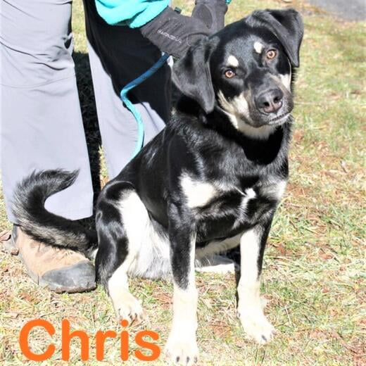 Hello, I'm Chris