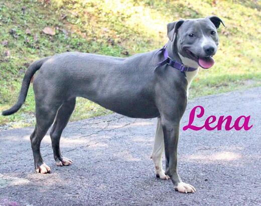 Hello, I'm Lena