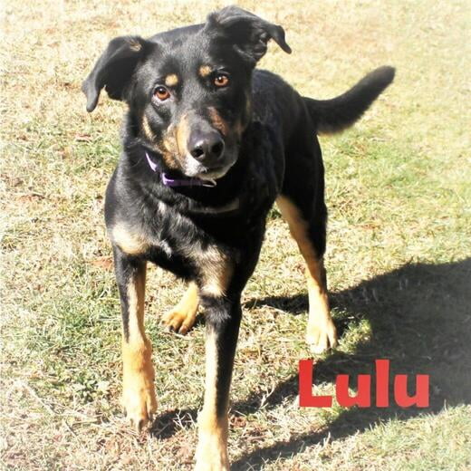 Hello, I'm Lulu