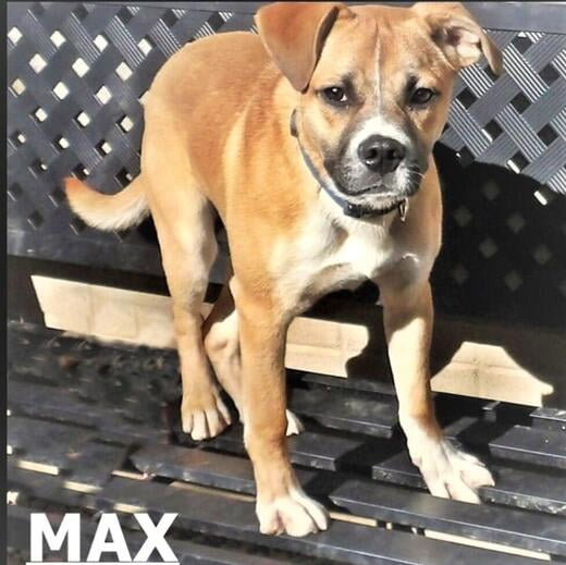 Hello, I'm Max