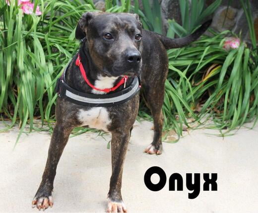 Hello, I'm Onyx