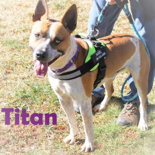 Hello, I'm Titan.