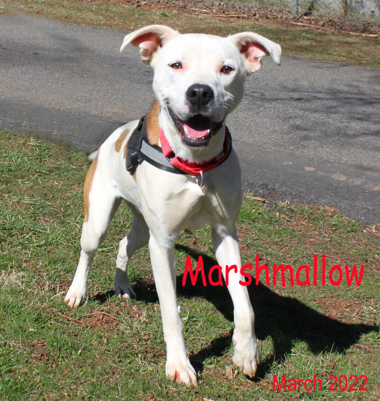 Hello, I'm Marshmallow