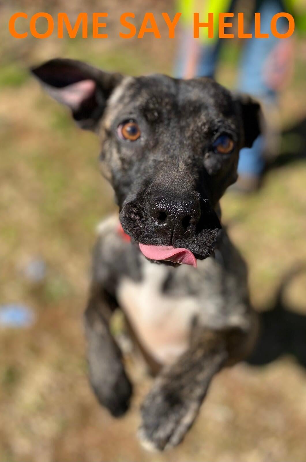 Hello, I'm Mazie
