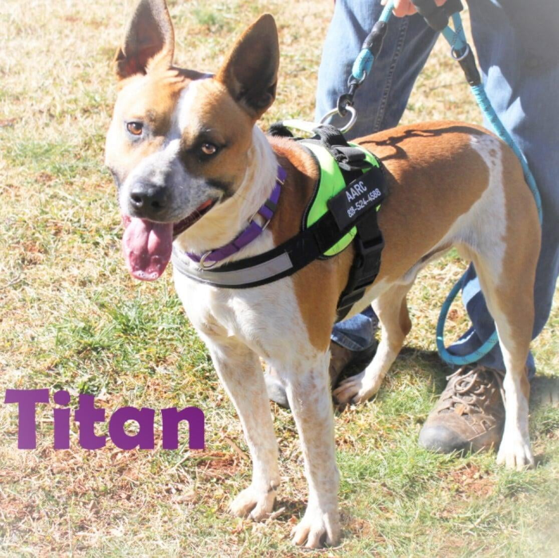 Hello, I'm Titan.