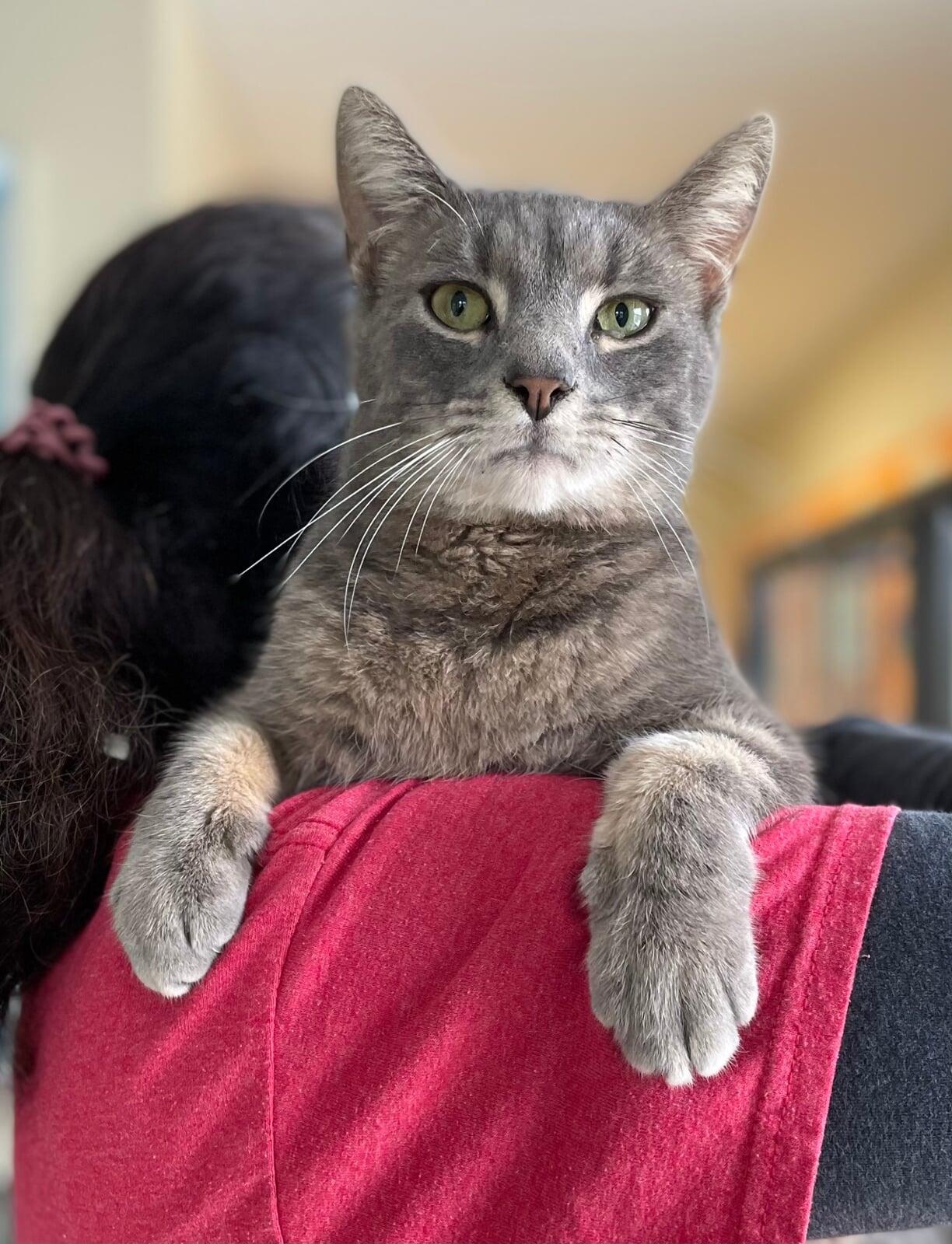 This is me - one of Macon County North Carolina's finest rescue shelter cats.