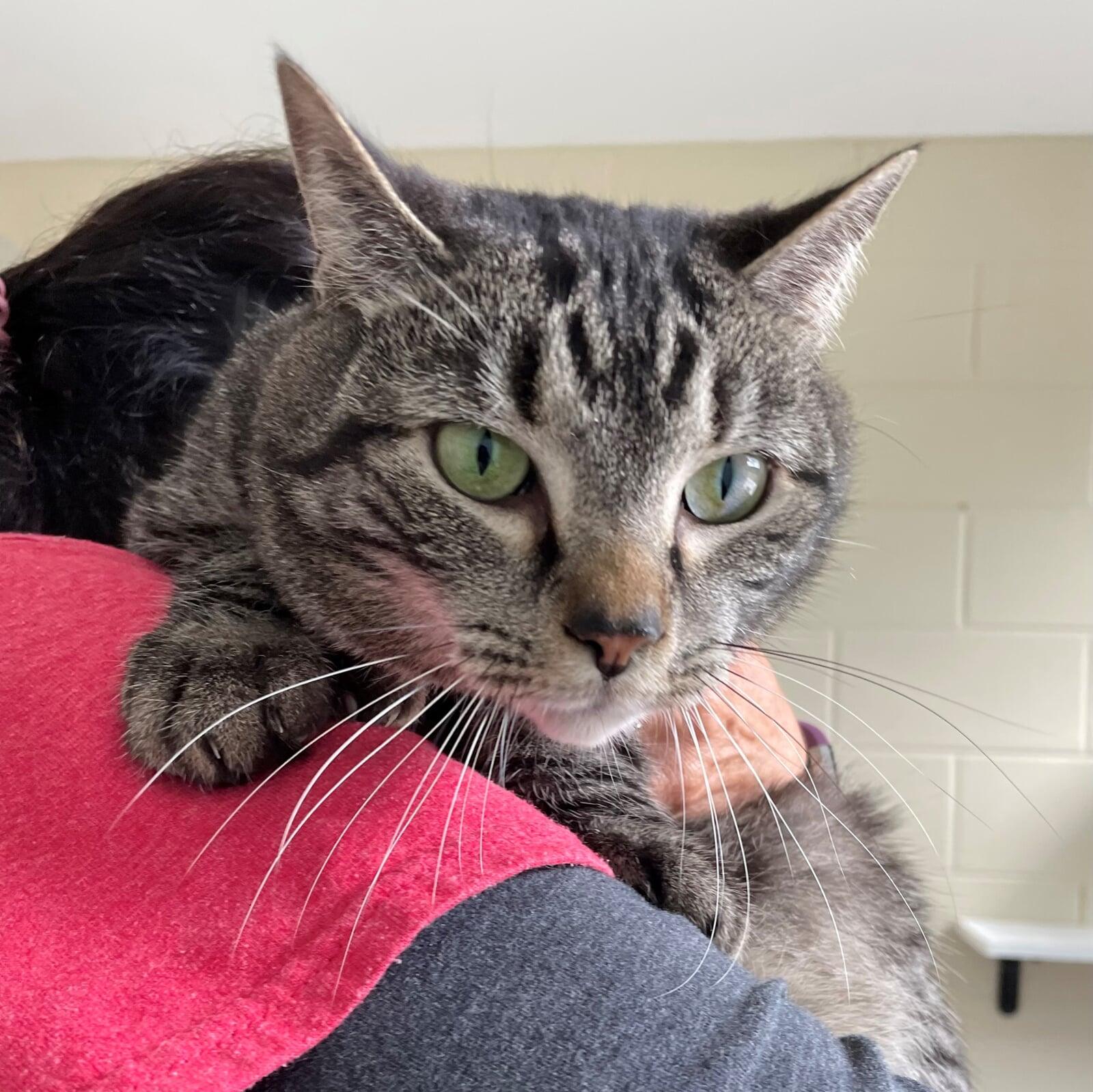 This is me - one of Macon County North Carolina's finest rescue shelter cats.