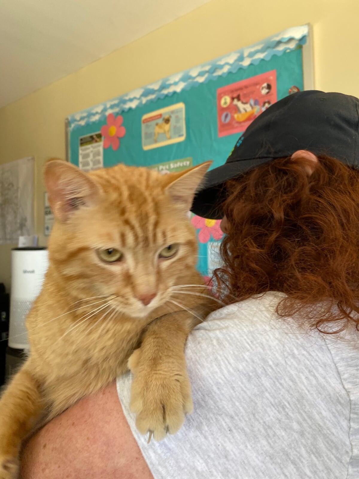 This is me - one of Macon County North Carolina's finest rescue shelter cats.