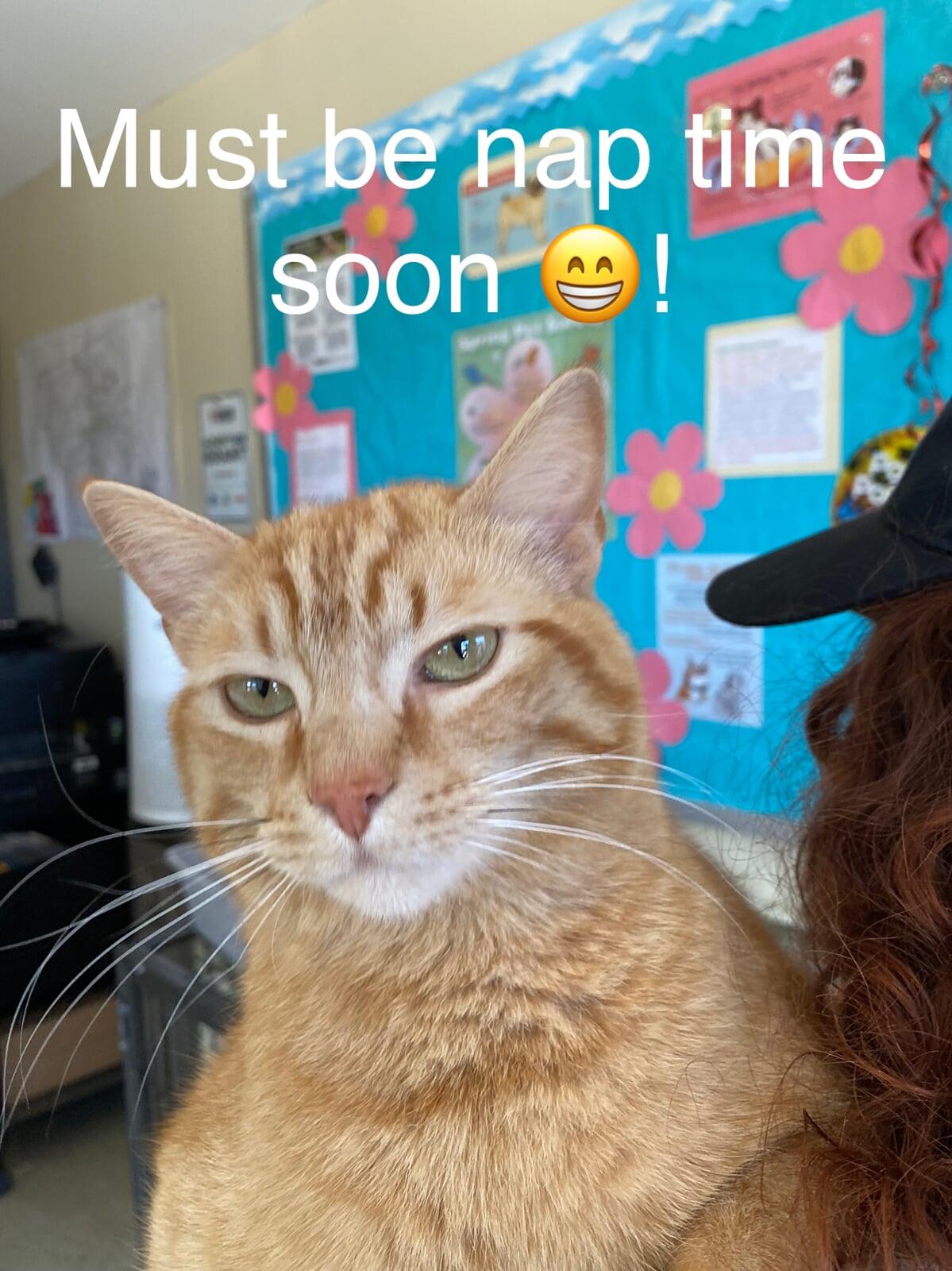 This is me - one of Macon County North Carolina's finest rescue shelter cats.