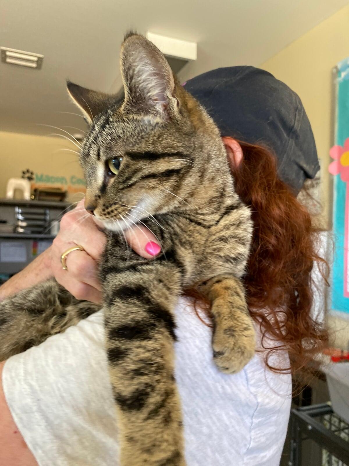 This is me - one of Macon County North Carolina's finest rescue shelter cats.