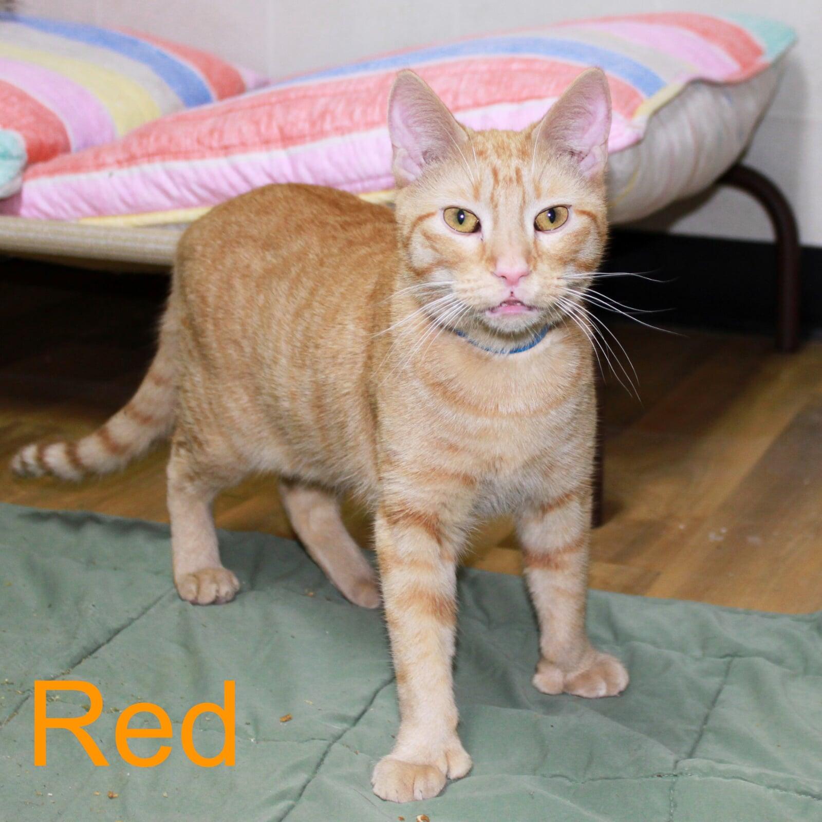 This is me - one of Macon County North Carolina's finest rescue shelter cats.