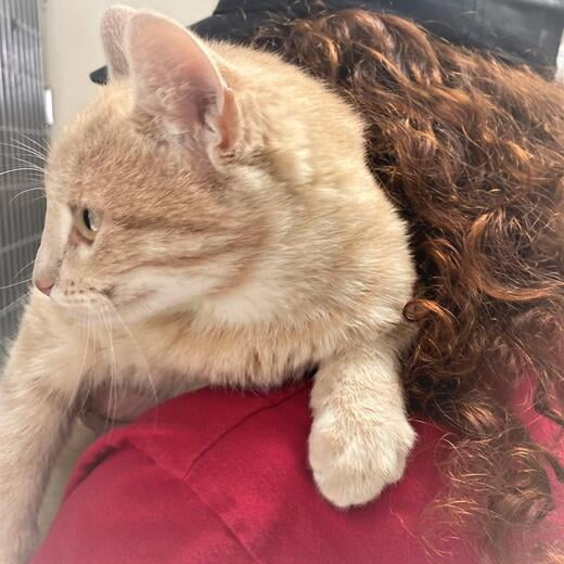 This is me - one of Macon County North Carolina's finest rescue shelter cats.