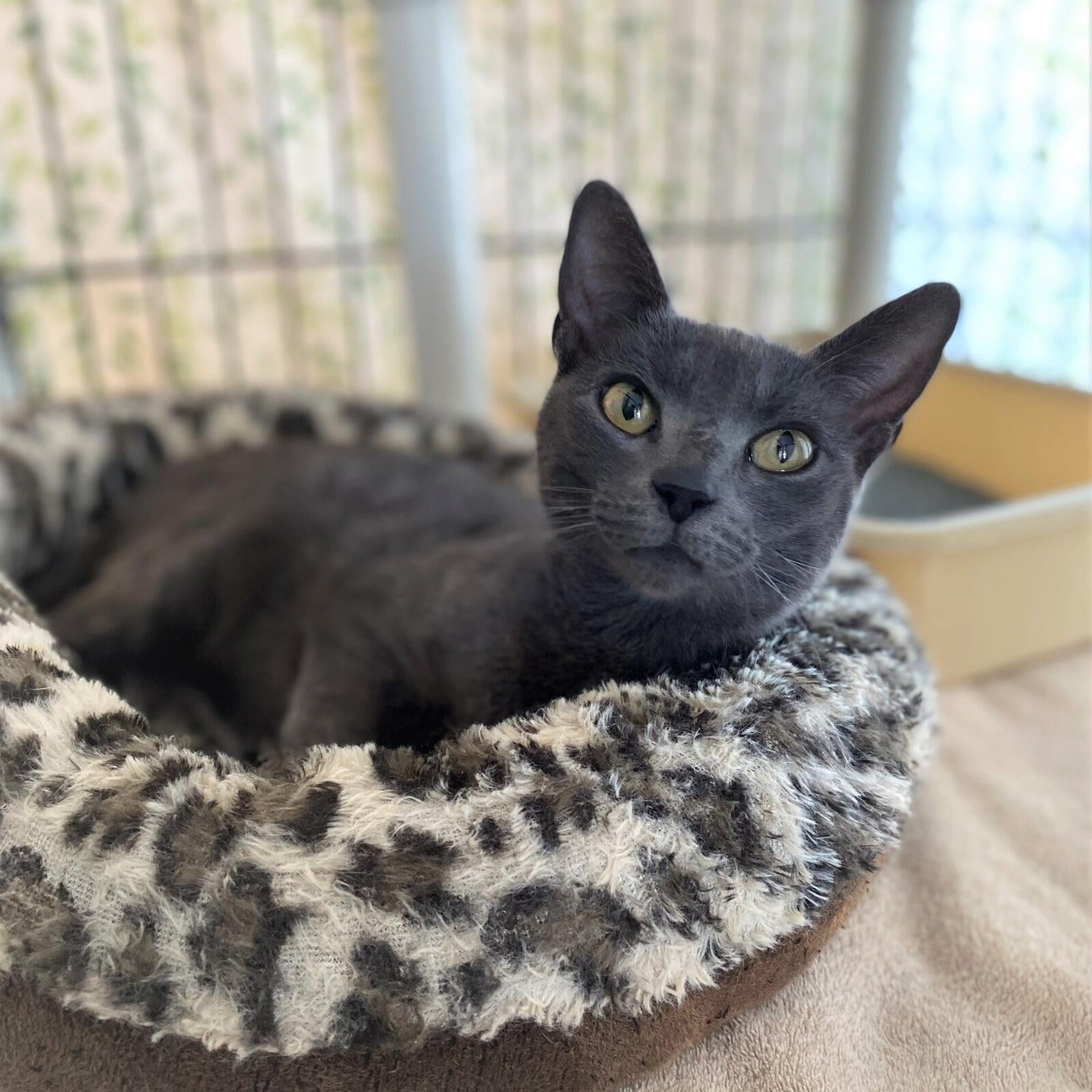 This is me - one of Macon County North Carolina's finest rescue shelter cats.